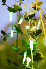 Solar Peas : Sunbrothers
